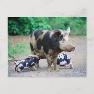 Mom and kids - Piggy postcard