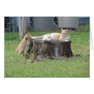 Mom and Kitten Appreciation Card