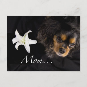 Mom…Cavalier King Charles Spaniel Postcard