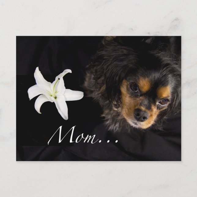 Mom…Cavalier King Charles Spaniel Postcard (Front)