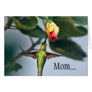 Mom Hummingbird