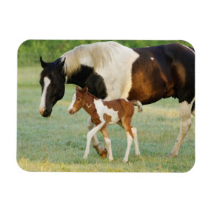 Mom & Newborn Paint Filly Magnet