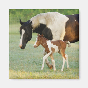 Mom & Newborn Paint Filly Magnet