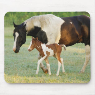 Mom & Newborn Paint Filly Mouse Pad