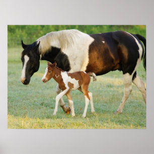 Mom & Newborn Paint Filly Poster