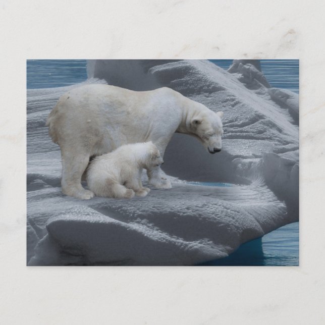 mom polar bear and baby postcard (Front)