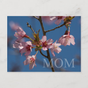 Mom Pretty Floral Photo Flower Blooms Spring Scene Postcard