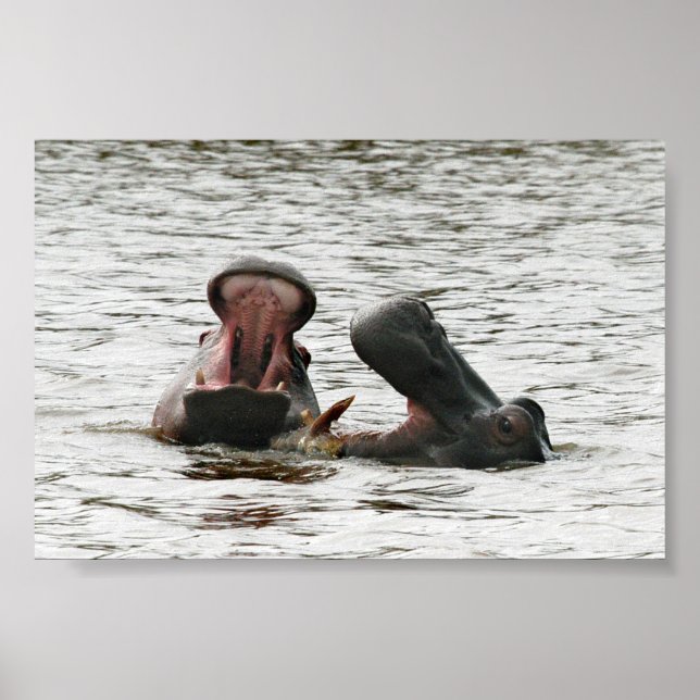 Mom & son hippos playing poster (Front)