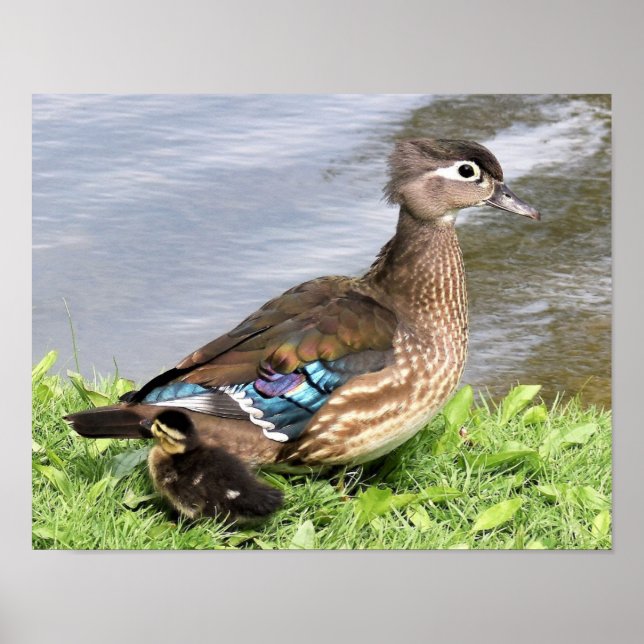 Mom Wood duck with duckling Poster (Front)