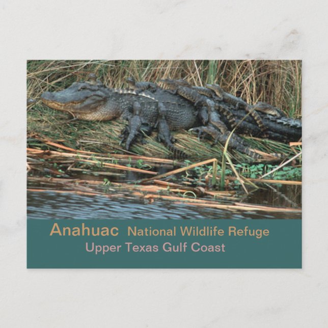 Moma 'Gator Postcard (Front)