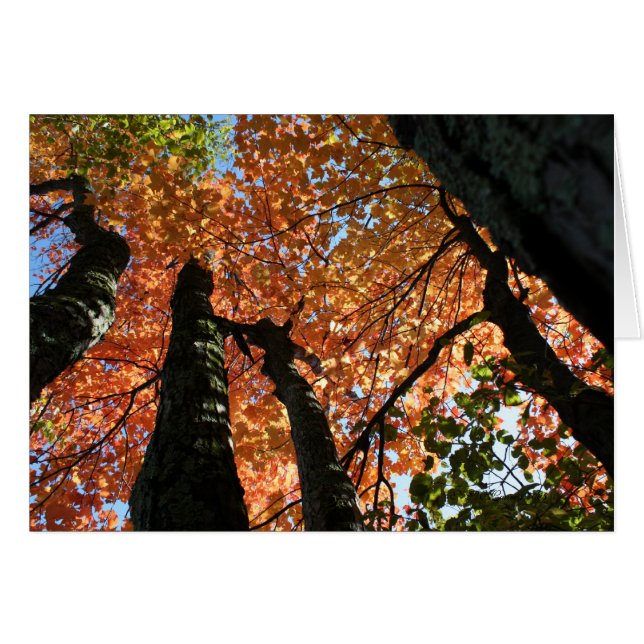 Moment d'automne zen (Devant horizontal)