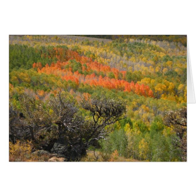 Moment Monet (Devant Horizontal)