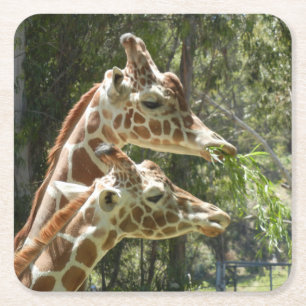 Momma and Baby Giraffe Coaster