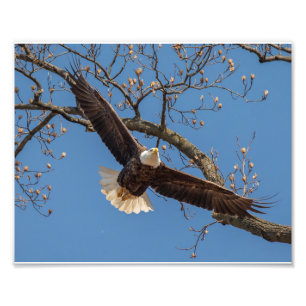 Momma Flies Photo Print