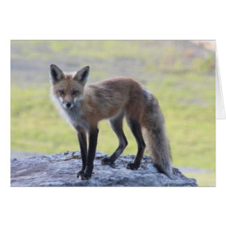 Momma Foxy