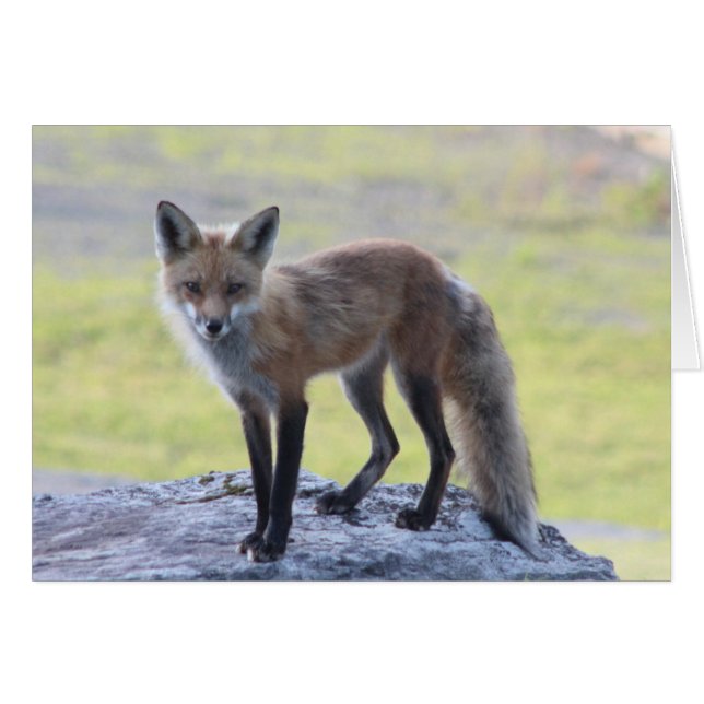 Momma Foxy (Devant horizontal)