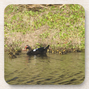 Momma Muscovy and Baby Ducks Cork Coaster