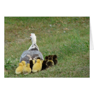 Momma Muscovy Avec Collier