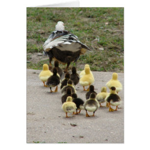 Momma Muscovy Dirige Ses Colliers