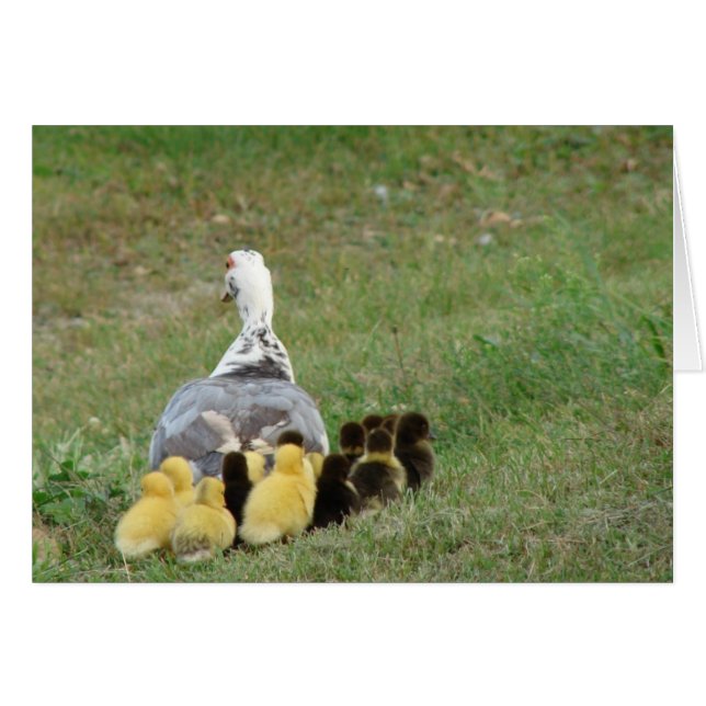 Momma Muscovy With Ducklings (Front Horizontal)