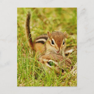 Mommy and Baby Chipmunk Postcard