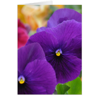 Mom's Eyes Pansies
