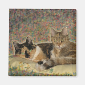 Mon aimant Sweet Kitties