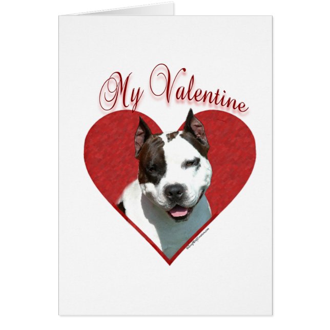 Mon AmStaff Valentine (Devant)
