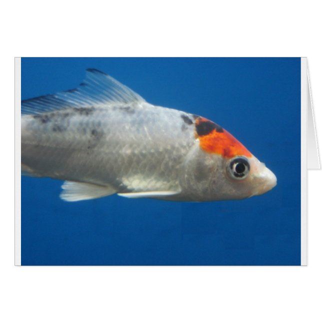 Mon animal de compagnie Koi Fish (Devant horizontal)