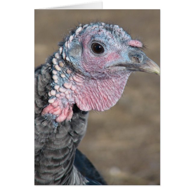 Mon animal de compagnie Turquie (Devant)