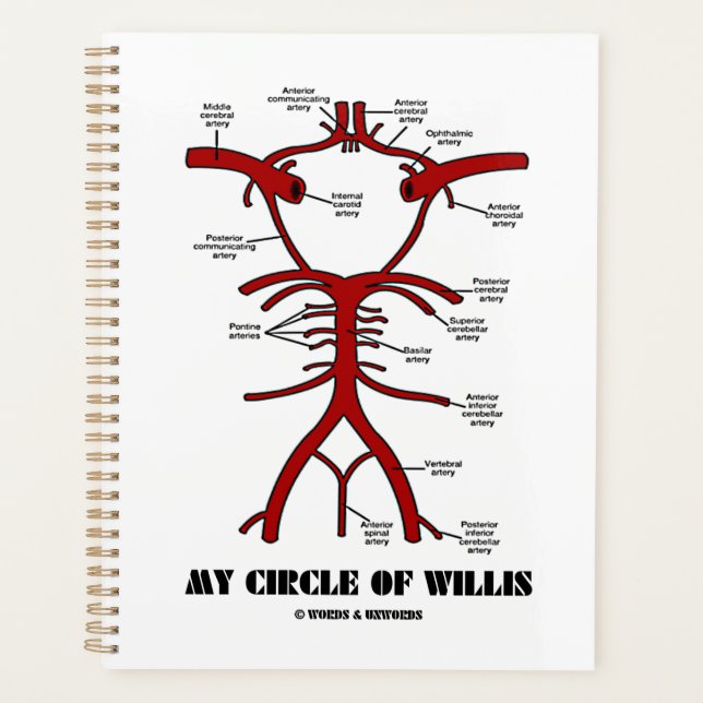 Mon Cercle De Willis Arteries Humour Anatomique (Devant)
