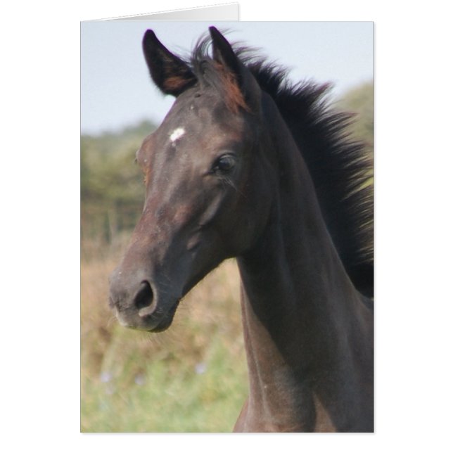 Mon nouveau pony (Devant)