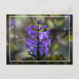 Mona Lavender Postcard