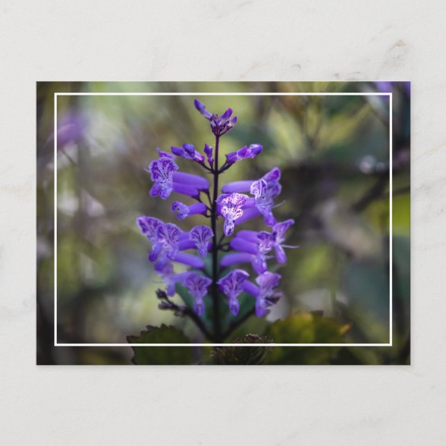 Mona Lavender Postcard (Front)
