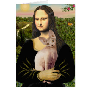 Mona Lisa - Crème Sphynx chat