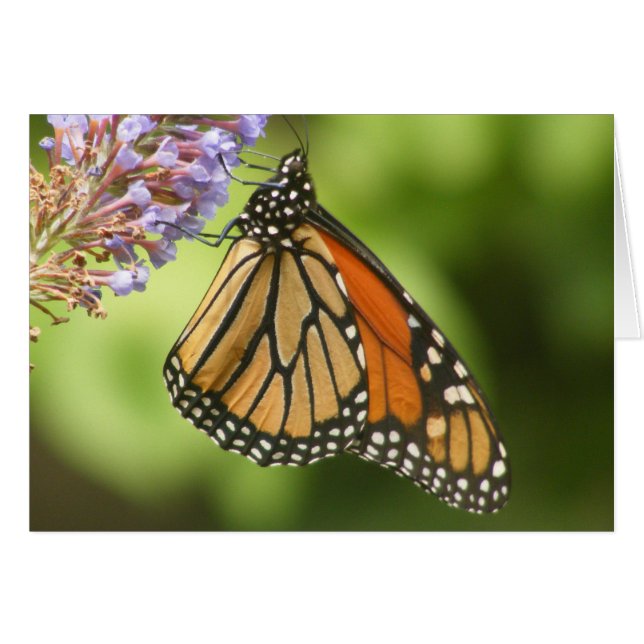 MONARCH (Front Horizontal)