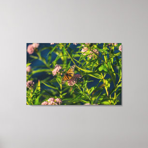 Monarch And Milkweed Canvas Print