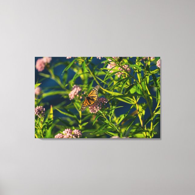 Monarch And Milkweed Canvas Print (Front)