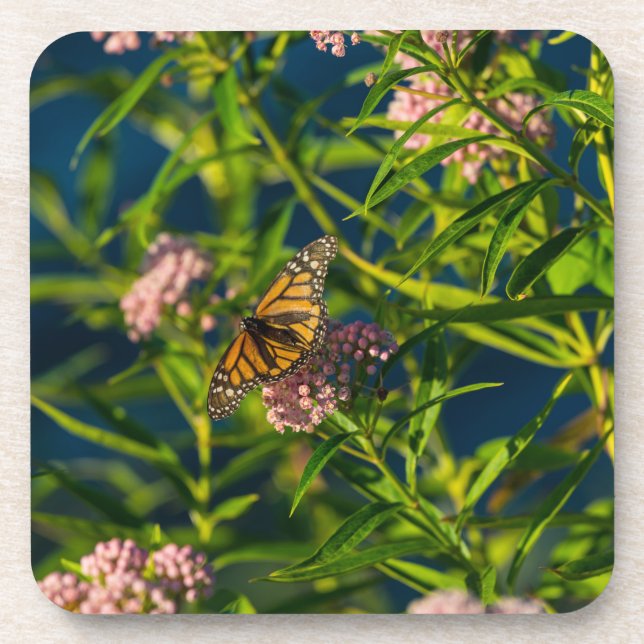 Monarch And Milkweed Coaster (Front)