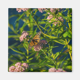 Monarch And Milkweed Magnet