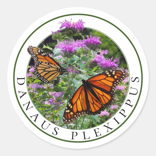 Monarch Butterflies and Bee Balm Monarda Classic Round Sticker (Front)