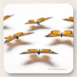 Monarch Butterflies Coaster