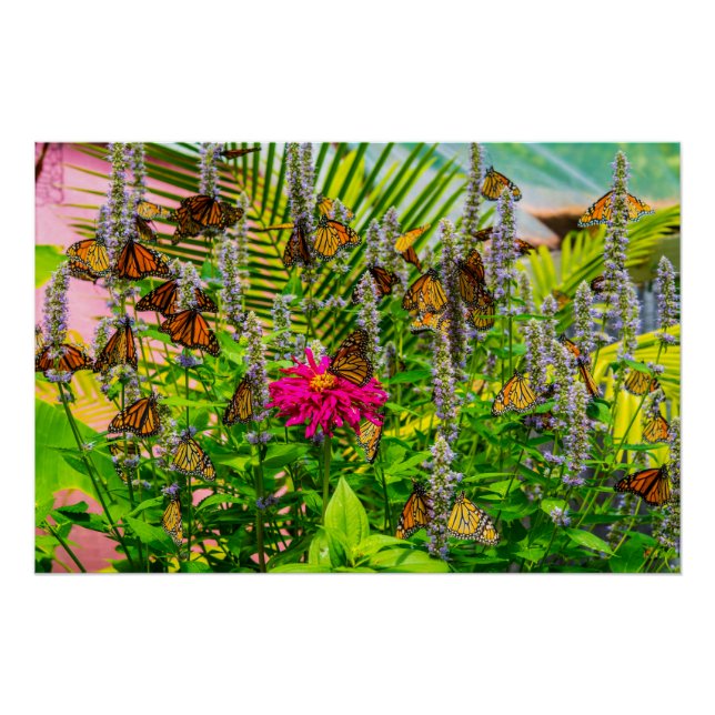 Monarch Butterflies Glossy Poster 28 x 18.67" (Front)
