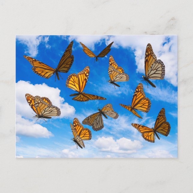 Monarch butterflies in the sky postcard (Front)
