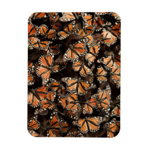 Monarch Butterflies Magnet