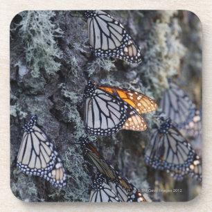 Monarch Butterflies on Pine Tree, Sierra Chincua 2 Coaster