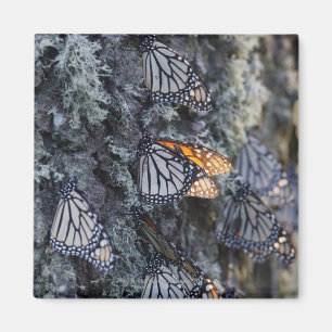 Monarch Butterflies on Pine Tree, Sierra Chincua 2 Magnet