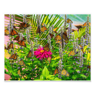 Monarch Butterflies Photo Enlargement Print