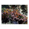 Monarch Butterflies