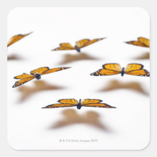 Monarch Butterflies Square Sticker